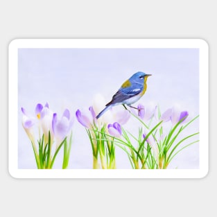 Parula Warbler Perched on Crocus Flowers Sticker